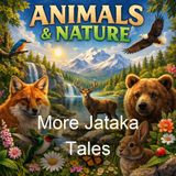 More Jataka Tales - Ellen C Babbitt