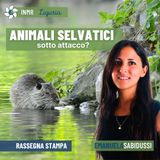 La regione Liguria contro gli animali selvatici: la situazione e cosa possiamo fare - INMR Liguria #14