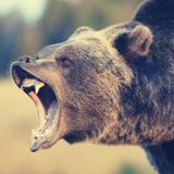 GUEST EPISODE | Dan was mauled by a grizzly bear
