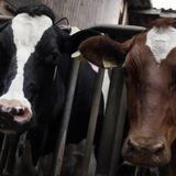 #342 - Livestock Producers Calling for Enforcement
