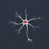 Neurona 01