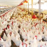17/12/2024 - Cenário da avicultura de corte