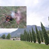Ora il lupo fa paura: l’assalto ai cani e la strage di caprioli riaccende la polemica