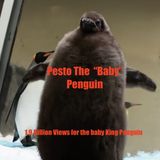 Pesto The baby King Penguin