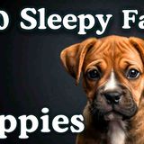 The Most Relaxing Facts About Puppies to Fall Asleep To _ No Adverts