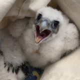 Peregrine Falcon Chicks Tagged In Woburn