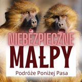 152/ Ten o niebezpiecznych małpach. Jak robią małpy?