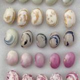 Feijão: menor produção e oferta restrita sustentam preços | BBCast Agro - 14/04/2026