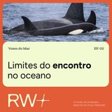 Vozes do Mar: baleias jubarte mudam rotina do litoral de SP