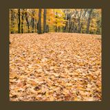 #220 Giardino naturale: come ridurre manutenzione, costi e interventi inutili