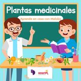 Ep. 8 - Plantas medicinales