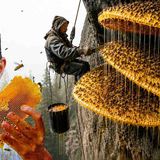 Nepal_s Mad Honey That Causes Hallucinations (They climb to go insane)