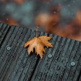 Rain Plops - 10 Hours Sleep Sound