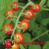 Édition spéciale : Tout ce que vous avez toujours voulu savoir sur la tomate sans jamais oser le demander!