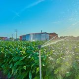 El peso oculto del tabaco en el campo: los grandes desafíos del sector