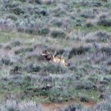 Wildlife Agency May Stop Tracking Wandering Wolf OR-7