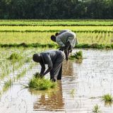 Quelles sont les avancées de la production rizicole à Gaya ? (forum)