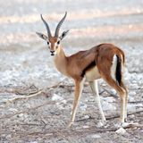 003.3 Red Fronted Gazelle