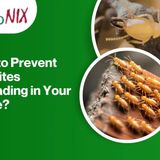 How to Prevent Termites Spreading in Your Home_
