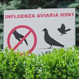 Aviaria: stiamo rischiando una nuova pandemia?