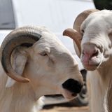 Le journal du 12 novembre 2025 - À Niamey, une conférence sur l’amélioration génétique des animaux domestiques