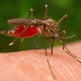 West Nile, salgono a sei le vittime del virus. Restrizioni per le donazioni di sangue
