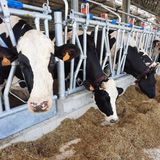 Latte veneto in affanno: “Produciamo in perdita”. E’ allarme per 2800 allevamenti
