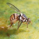 Nuova minaccia per l’agricoltura veneta: trovata nel veneziano la mosca della frutta