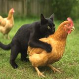 Can We Solve The Feral Cat Problem? - Dr Kim Kendall