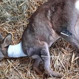 Recupero animali feriti, scatta la solidarietà per acquisire le pompe di calore. Al via la raccolta fondi