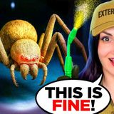 I Tried Working As A Bug Exterminator ...but I Have a Severe Fear of Spiders