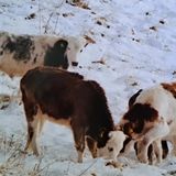 L’inverno “latitante” sul Novegno di cinque mucche ribelli. Stocchiero: “Con loro un legame speciale”