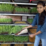 प्रिया बोडके - शेतीकडे उद्योग म्हणून बघा, ओझं म्हणून नको!!