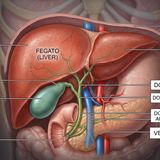 La bile: il prezioso alleato del fegato nella digestione e nella salute
