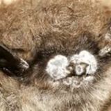 S6 E6: Excuse Me, But You Have Something On Your Nose: The Story of White Nose Syndrome
