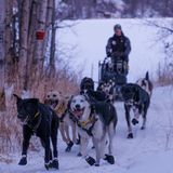 The Howl of Alaska