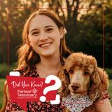 The Dedication Behind An Emergency Vet Caregiver