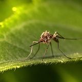 Petrosillo: «La nostra zanzara tigre può trasmettere la Dengue»