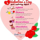 Valentines Day Pet Safety Tips