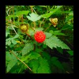 The "Salmonberry Do-Over"