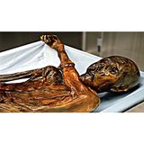 La mummia di Otzi (Trentino Alto Adige)