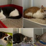 Dieci gatti “sfrattati” insieme all’inquilino, l’Enpa denuncia lo scaricabarile fra Ulss e Comune