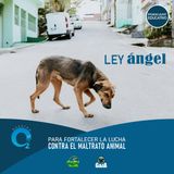 NUESTRO OXÍGENO Ley Ángel, para fortalecer la lucha contra el maltrato animal - Senadora Andrea Padilla