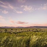 Il cambiamento climatico spezza l’alleanza tra piante e funghi del suolo