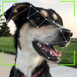 Sharing Your Bed With Your Pet Leads to Bad Sleep Quality - Using High-Tech To Find Homes