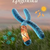 Epigenética