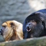 07 Le scimmie discendono dagli uomini