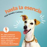 ¿Qué profesional necesita tu perro? Las diferencias entre educador canino, adiestrador y etólogo.