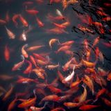 Aquaponics Part 2 - Essential Components and Considerations - The Next Generation Show