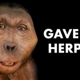 The Strange Story of Paranthropus - The Most Mysterious Hominid